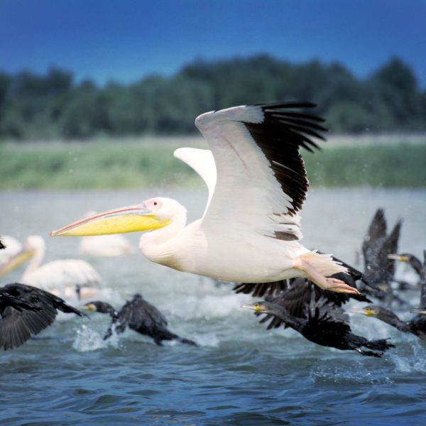 Danube Delta - wild pelican